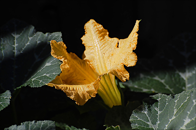 Flower of Pumpkin