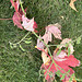 October debris