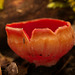Der Scharlachrote Kelchbecherling (Sarcoscypha coccinea) am Waldboden :)) The scarlet cup fungus (Sarcoscypha coccinea) on the forest floor :)) Le champignon de la coupe écarlate (Sarcoscypha coccinea) sur le sol de la forêt :))