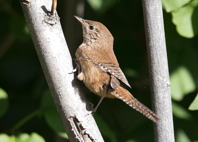 House Wren