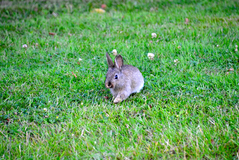 Little rabbit