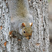 Gray Squirrel