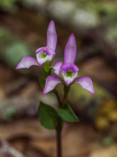 Triphora trianthophorus (Three-birds orchid)