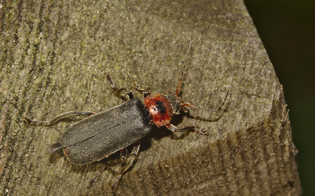 Beetle IMG4920