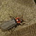 Beetle IMG4920