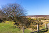 One Rail Fence, HFF