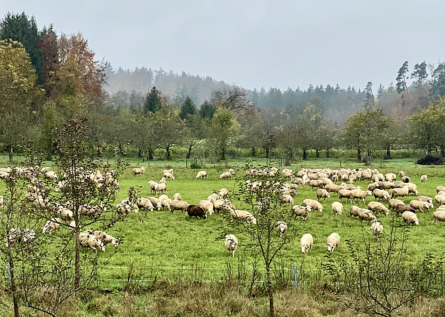 Schafherde auf der Weide