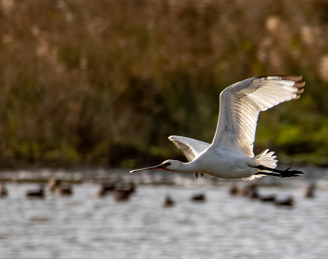 Spoonbill in fligh6t
