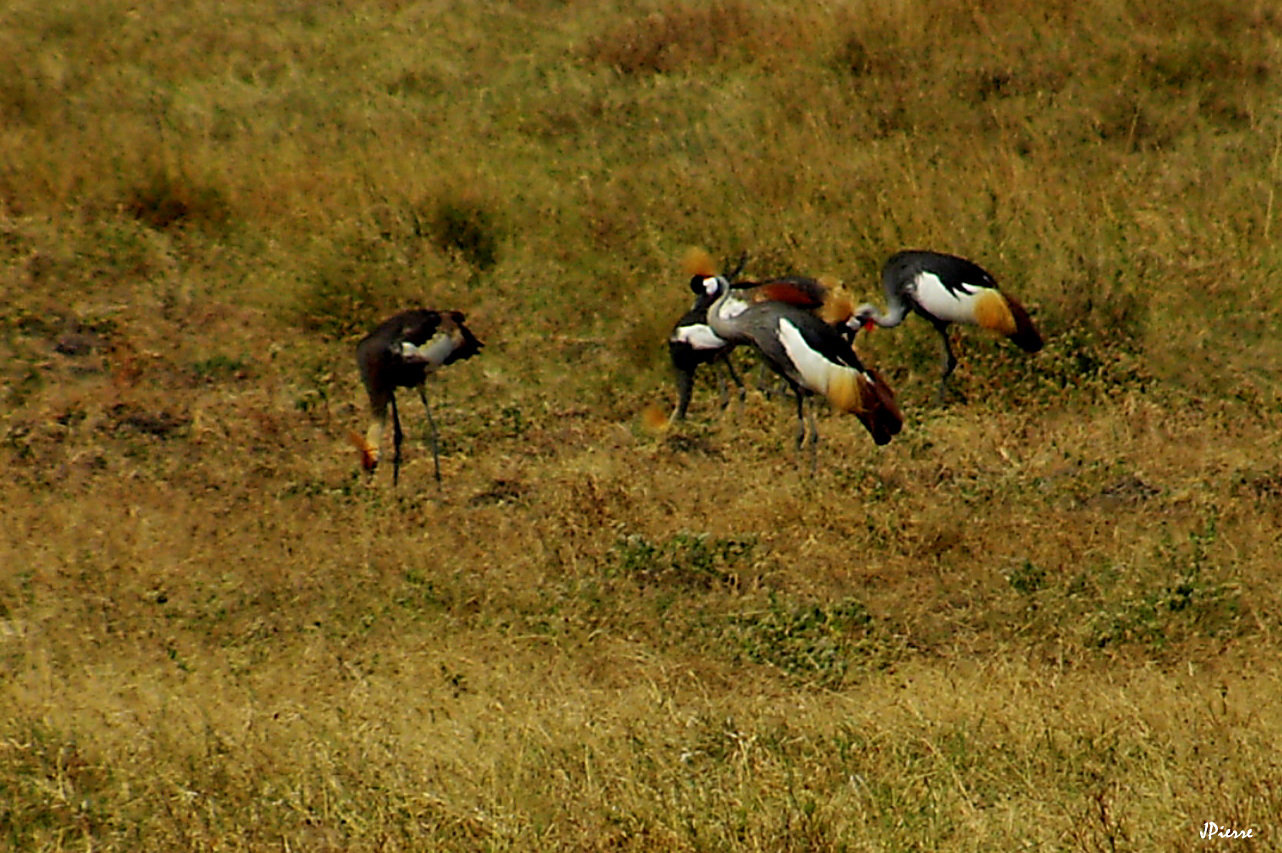 Grues royale