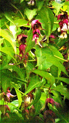 The Himalayan honeysuckle