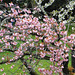 Cerisiers du Japon ou Sakuras************