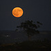 August 19 2024 Full Moon