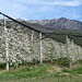Apfelblüte am Algunder Waalweg