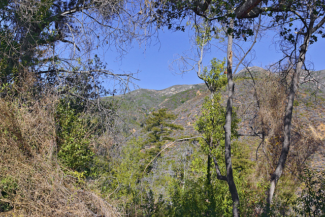 The Valley View Trail, Take 4 – Pfeiffer Big Sur State Park, Monterey County, California