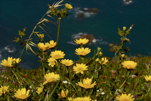 Chrysanthemum segetum, Pampilho-das-searas