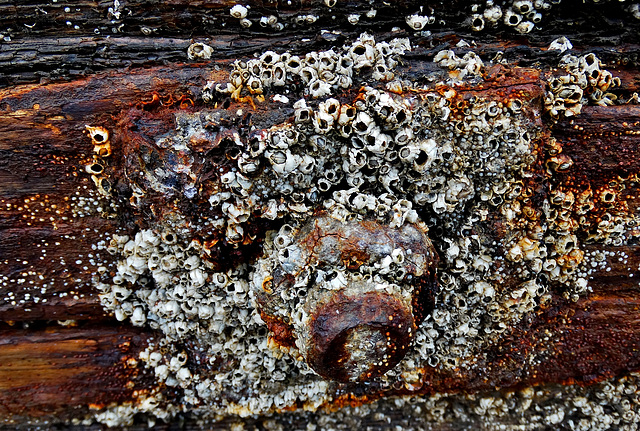 Crusty Rusty Barnacles