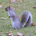 Gray Squirrel