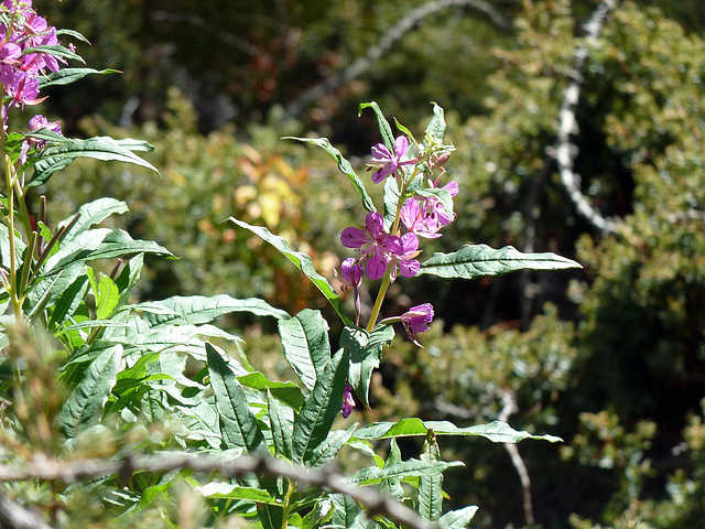 Herbstblumen im Gebirge