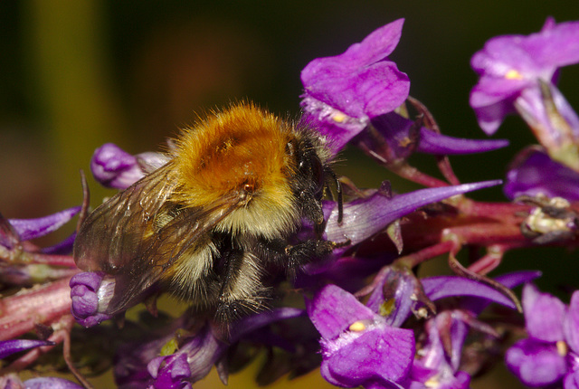 Bumblebee IMG_4917