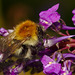 Bumblebee IMG_4917