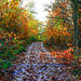 Wet leaf path