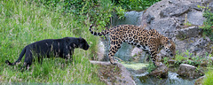 Panther and jaguar