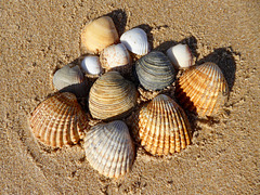 12 seashells sunning (PiPs)