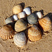 12 seashells sunning (PiPs)
