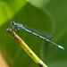 Libellule " Agrion porte coupe"mâle.