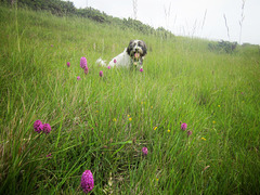 radish 5th july