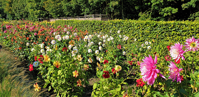 Dahliengarten im Altonaer Volkspark