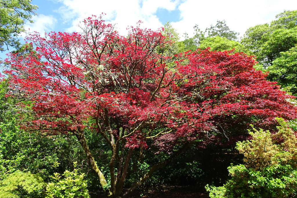 Summer Colours In Balloch Park