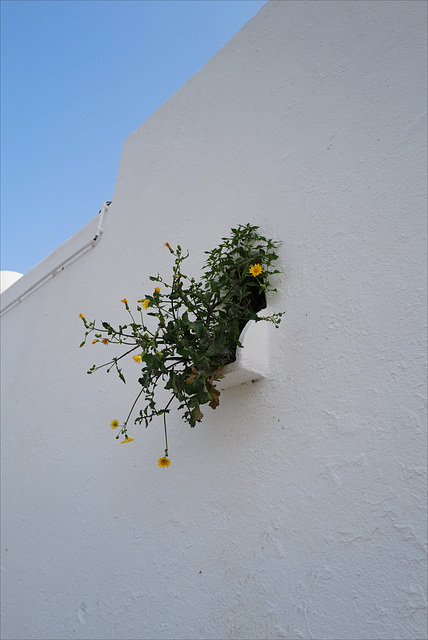 Mértola Alem Rio, Goteira