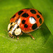 Der Asiatische Marienkäfer hat sich mal gezeigt :))  The Asian ladybird has made an appearance :)) La coccinelle asiatique a fait une apparition :))