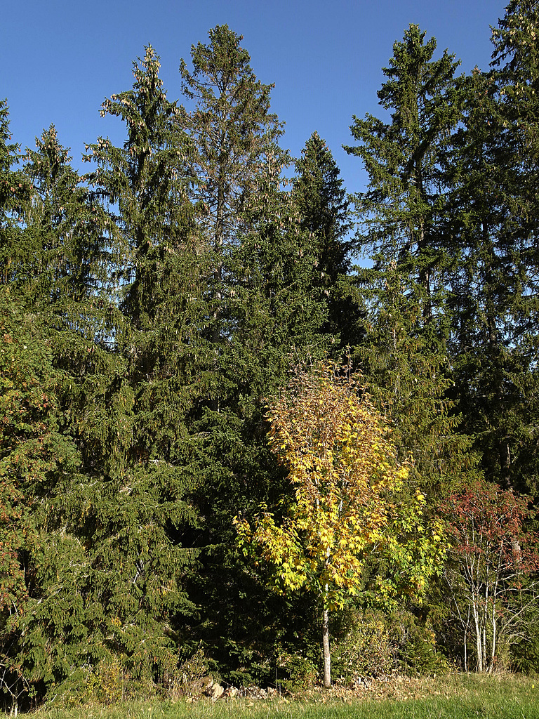 Der Herbst setzt sich langsam durch