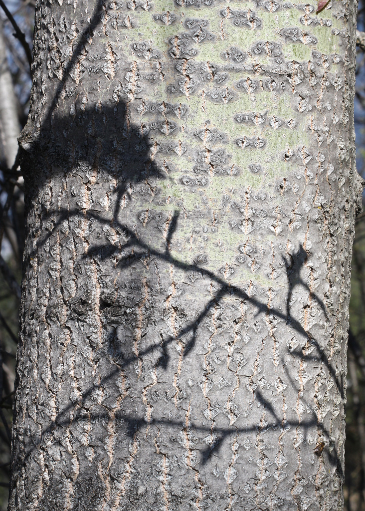 SCHATTENSPIEL der NATUR ...