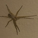 IMG 2846 Spider-1