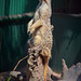 Meerkat