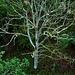 Toter Baum