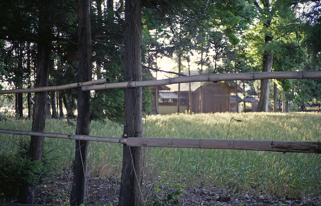 Grove where a shrine is