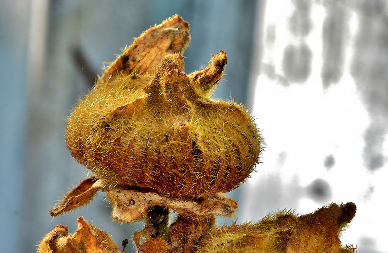 Hairy Hollyhock