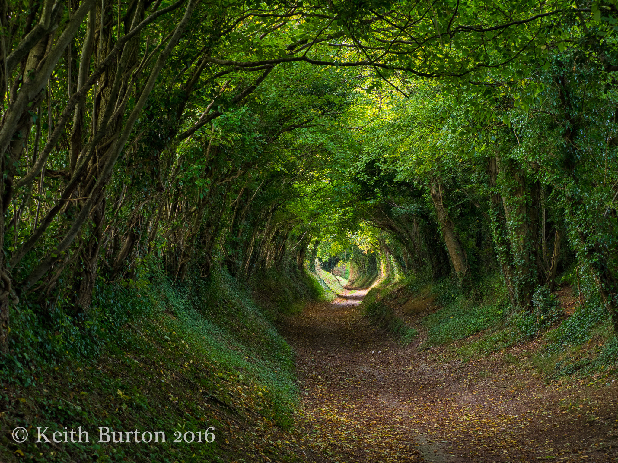 Tunnel of Trees