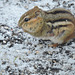 Chipmunk