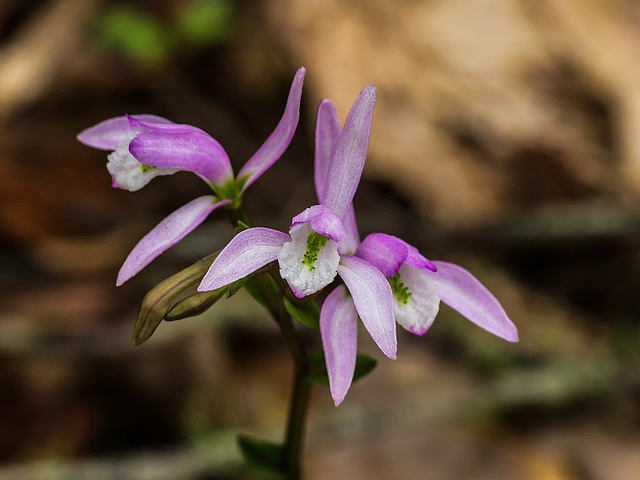 Triphora trianthophorus (Three-birds orchid)