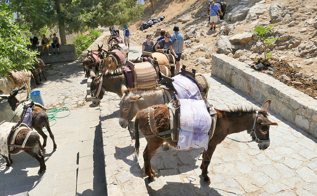 La montée vers l'acropole et la descente peut se faire à dos d'âne