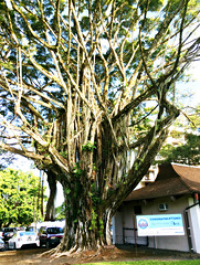 Banyan by the hotel