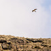 Kestrel over the moorland