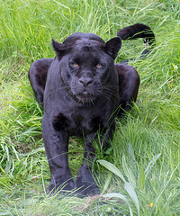 Panther