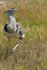 Outarde houbara