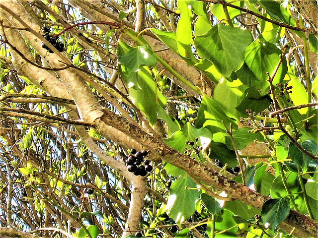 Some black berries on the tree